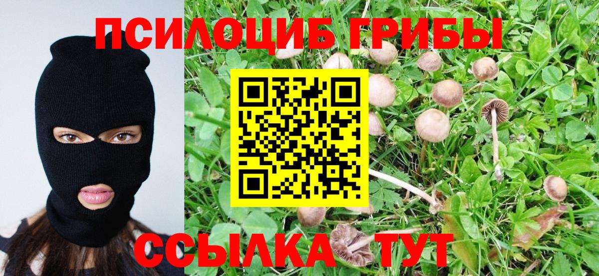 Галлюциногенные грибы Psilocybine cubensis Кудрово